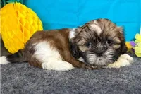 Noble, a male Shih Tzu for sale in Richland, MO – 2 of 6