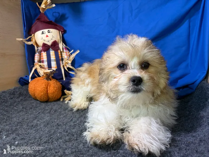 Rudy – Shichon puppy for sale in Richland, MO
