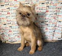 Everest, a male Brussels Griffon for sale in Richland, MO – 10 of 10