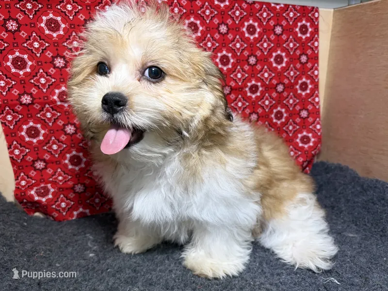 Rudy – Shichon puppy for sale in Richland, MO
