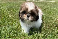 Lady, a female Shih Tzu for sale in Richland, MO – 4 of 4