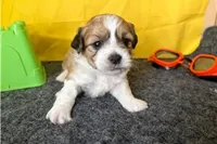 Rex, a male Shichon for sale in Richland, MO – 5 of 6