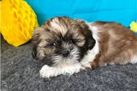 Noble, a male Shih Tzu for sale in Richland, MO – 6 of 6