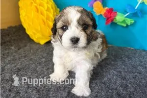 Rolonda – Shichon puppy for sale in Richland, MO
