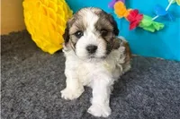 Rolonda, a female Shichon for sale in Richland, MO – 1 of 4