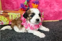 Rochelle, a female Shichon for sale in Richland, MO – 4 of 6