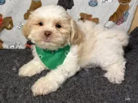 Zauntee, a male Shichon for sale in Richland, MO – 4 of 5