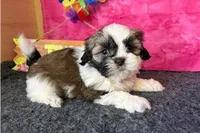 Nora, a female Shih Tzu for sale in Richland, MO – 3 of 3