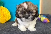 Noble, a male Shih Tzu for sale in Richland, MO – 5 of 6