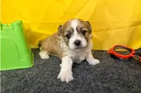 Rex, a male Shichon for sale in Richland, MO – 3 of 6
