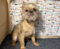 Everest, a male Brussels Griffon for sale in Richland, MO – 2 of 10
