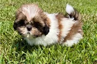 Lady, a female Shih Tzu for sale in Richland, MO – 3 of 4