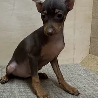 Farley, a male Miniature Pinscher for sale in Richland, MO – Photo 6 of 7