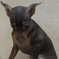 Farley, a male Miniature Pinscher for sale in Richland, MO – Photo 4 of 7