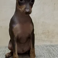 Farley, a male Miniature Pinscher for sale in Richland, MO – Photo 2 of 7