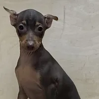 Farley, a male Miniature Pinscher for sale in Richland, MO – Photo 5 of 7