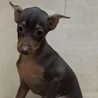 Farley, a male Miniature Pinscher for sale in Richland, MO – Photo 7 of 7