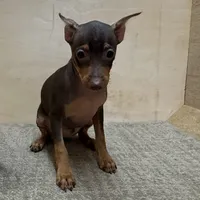 Farley, a male Miniature Pinscher for sale in Richland, MO – Photo 3 of 7