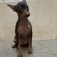 Farley, a male Miniature Pinscher for sale in Richland, MO – Photo 1 of 7