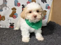 Zauntee, a male Shichon for sale in Richland, MO – 3 of 5