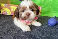 Nelly, a female Shih Tzu for sale in Richland, MO – 7 of 7