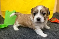 Rex, a male Shichon for sale in Richland, MO – 6 of 6
