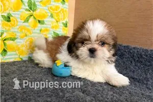 Lucy – Shih Tzu puppy for sale in Richland, MO
