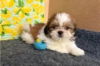 Lucy, a female Shih Tzu for sale in Richland, MO – 1 of 1