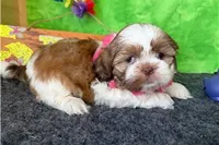 Nelly, a female Shih Tzu for sale in Richland, MO – 2 of 7