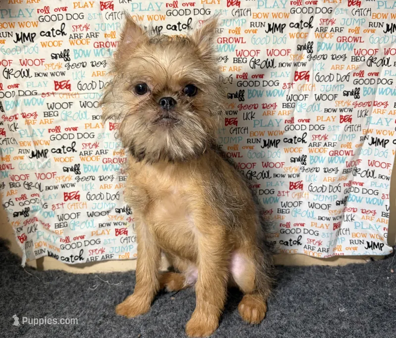 Everest – Brussels Griffon puppy for sale in Richland, MO