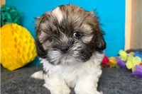 Noble, a male Shih Tzu for sale in Richland, MO – 4 of 6