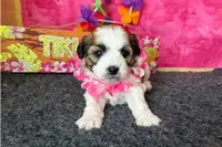 Rochelle, a female Shichon for sale in Richland, MO – 2 of 6