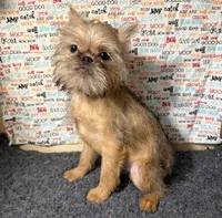 Everest, a male Brussels Griffon for sale in Richland, MO – 3 of 10