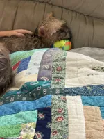 Everest, a male Brussels Griffon for sale in Richland, MO – 3 of 7