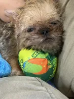 Everest, a male Brussels Griffon for sale in Richland, MO – 5 of 7