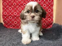 Zeus, a male Shichon for sale in Richland, MO – 1 of 4