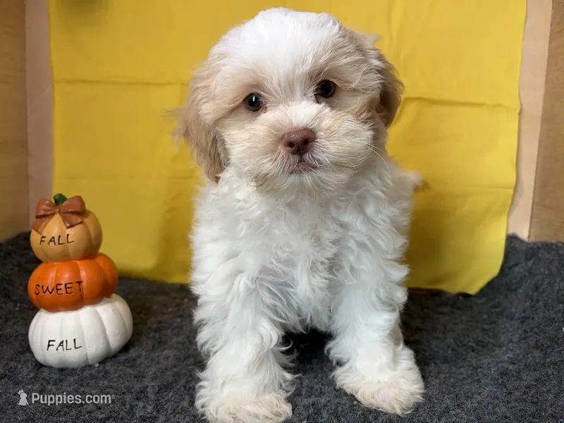 Zauntee – Shichon puppy for sale in Richland, MO
