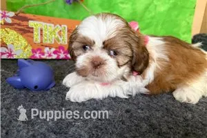 Nelly – Shih Tzu puppy for sale in Richland, MO