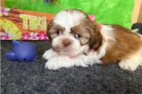 Nelly, a female Shih Tzu for sale in Richland, MO – 1 of 7