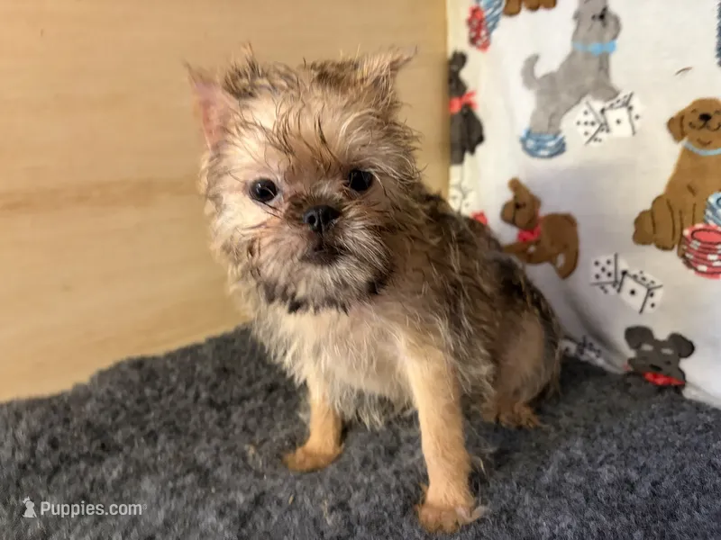 Everest – Brussels Griffon puppy for sale in Richland, MO