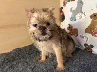 Everest, a male Brussels Griffon for sale in Richland, MO – 1 of 7