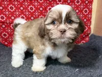 Zeus, a male Shichon for sale in Richland, MO – 3 of 4