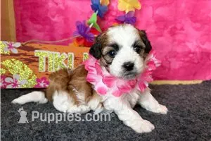 Rochelle – Shichon puppy for sale in Richland, MO