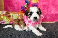 Rochelle, a female Shichon for sale in Richland, MO – 1 of 6