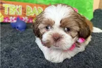 Nelly, a female Shih Tzu for sale in Richland, MO – 4 of 7