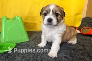 Rex – Shichon puppy for sale in Richland, MO