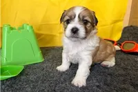 Rex, a male Shichon for sale in Richland, MO – 1 of 6