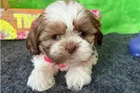 Nelly, a female Shih Tzu for sale in Richland, MO – 6 of 7