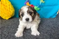 Rolonda, a female Shichon for sale in Richland, MO – 3 of 4