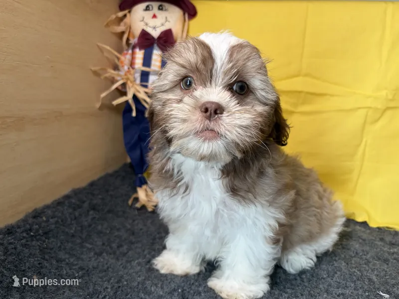 Zeus – Shichon puppy for sale in Richland, MO